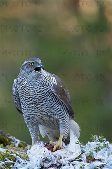 Northern northern goshawk