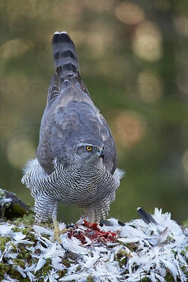 Northern northern goshawk