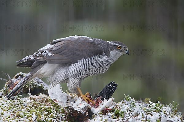 Northern northern goshawk