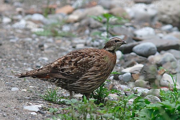 Common koklass pheasant