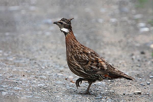 Common koklass pheasant