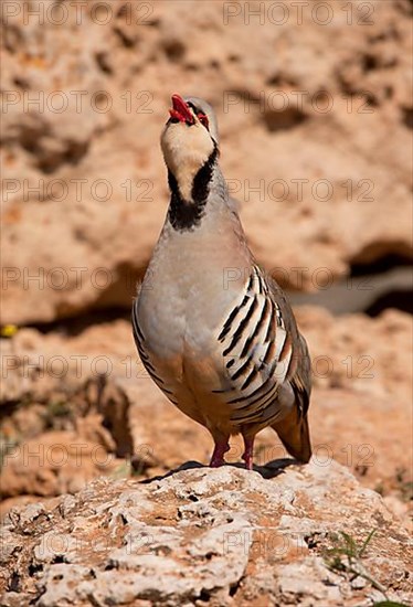 Chukar Partridge