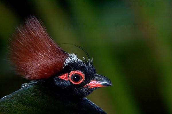 Ostrich quail