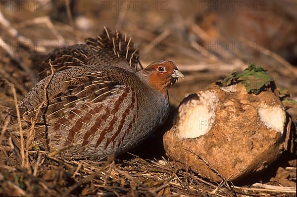 Partridge