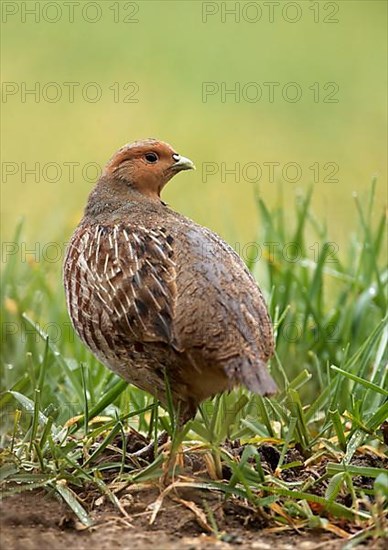 Partridge