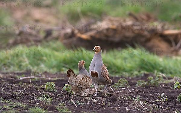 Grey Partridge