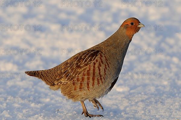 Grey Partridge