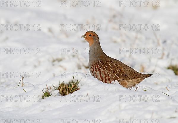 Partridge