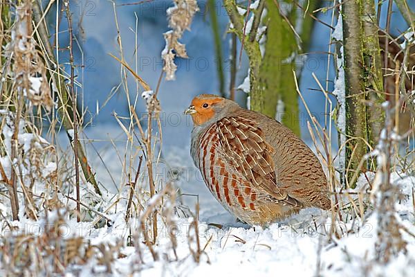 Grey gray partridge