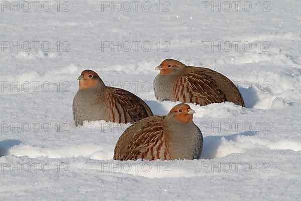 Grey gray partridge