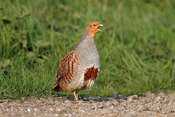 Grey gray partridge