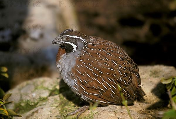 Madagascan partridge