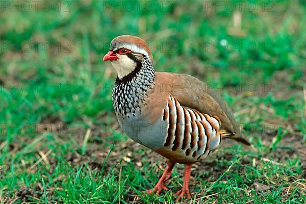 Red-legged partridges