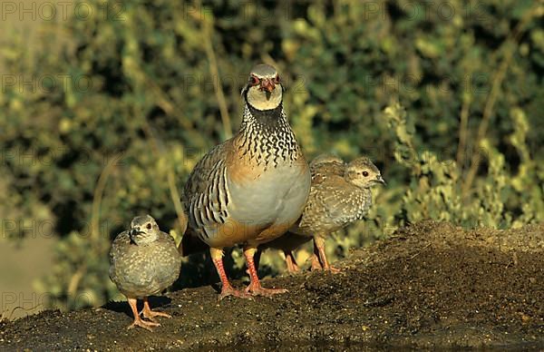 Red-legged partridge