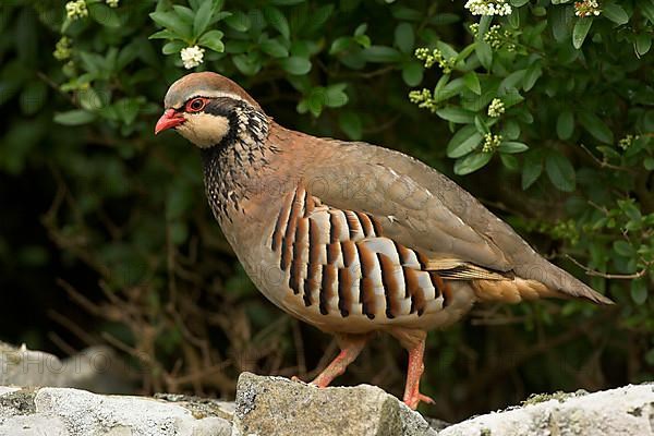 Red-legged partridge