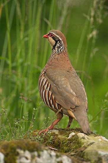 Red-legged partridge