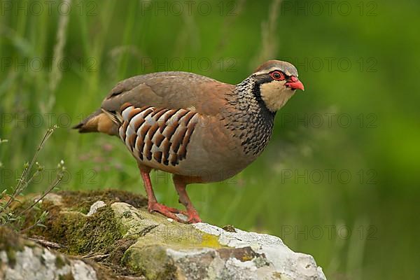 Red-legged partridge