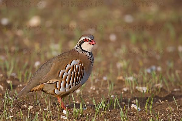 Red-legged Partridge