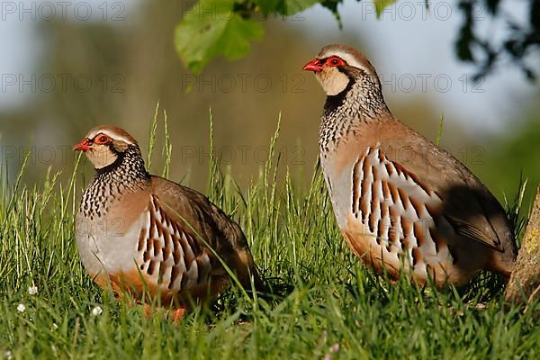 Red-legged partridges