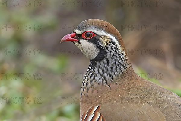 Red-legged partridge