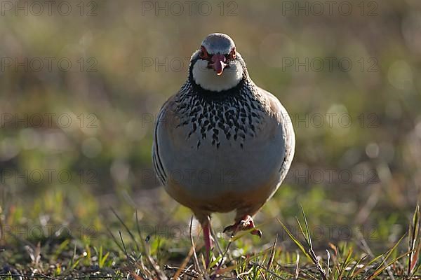 Red-legged partridges