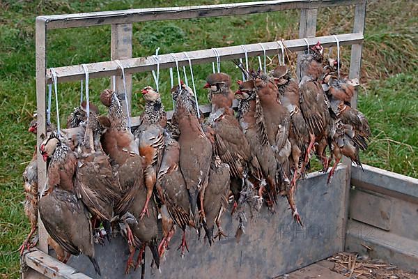 Red-legged Partridge