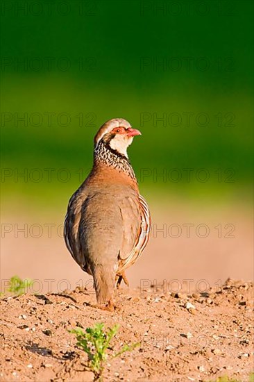 Red-legged partridges