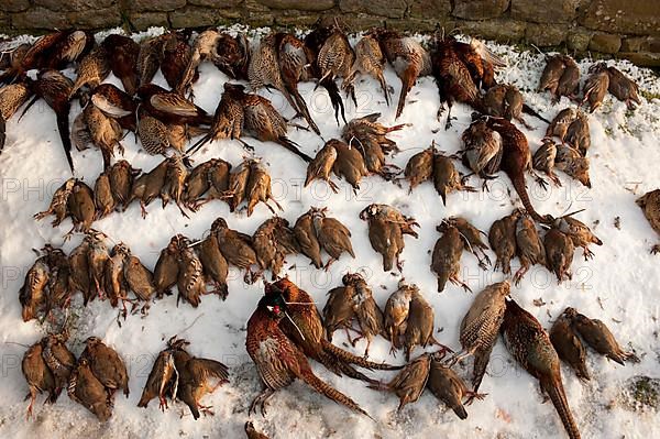 Red-legged partridge