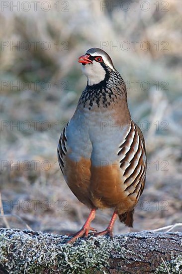 Red-legged partridge