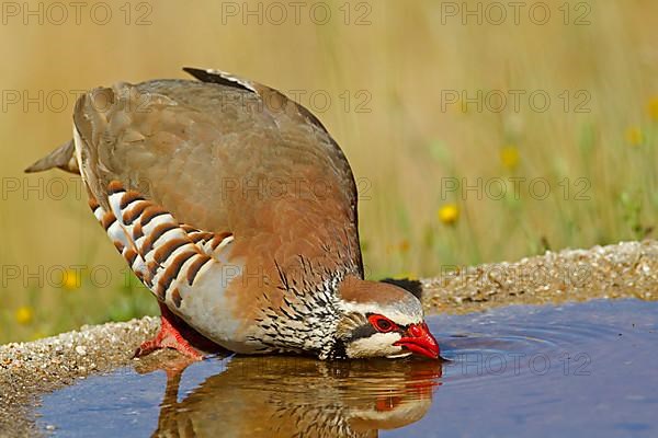 Red-legged partridge