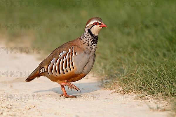 Red-legged partridges