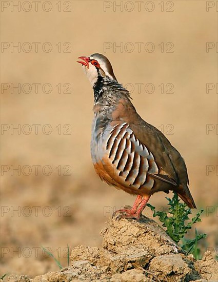 Red-legged partridge