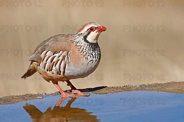 Red-legged partridge