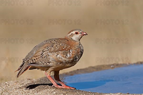 Red-legged partridge