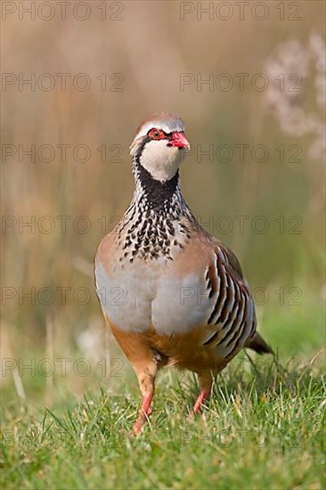 Red-legged partridge