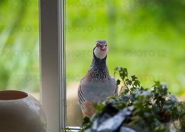 Red-legged partridge