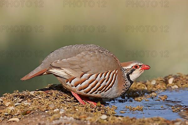 Red-legged partridge