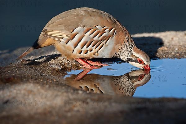 Red-legged partridges