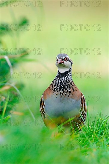 Red-legged partridges