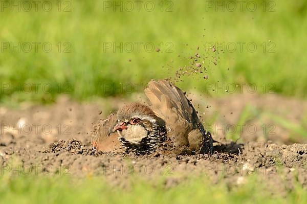 Red-legged Partridge