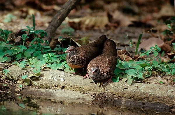 Rock Partridge