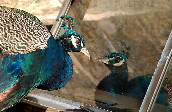 Indian indian peafowl