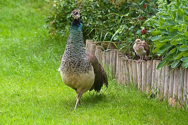 Indian peafowl