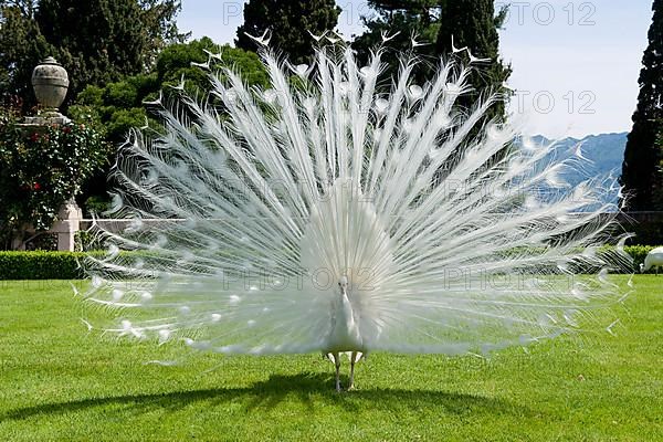 Indian indian peafowl