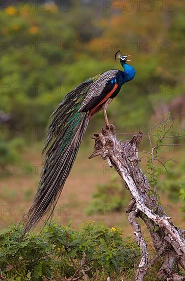 Indian Peafowl