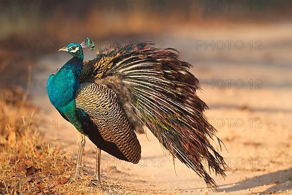 Indian indian peafowl