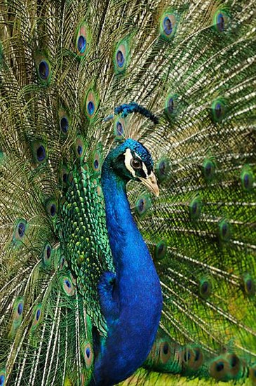 Indian indian peafowl