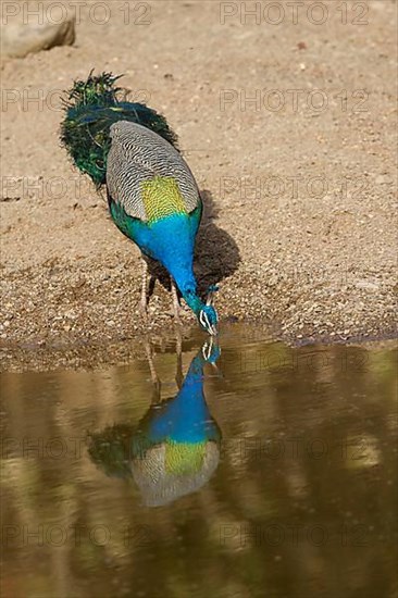 Indian indian peafowl