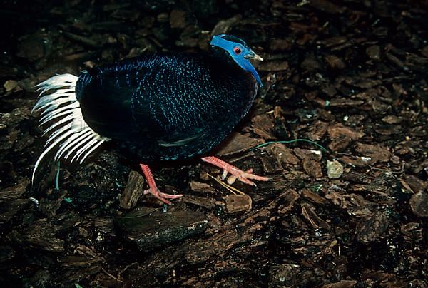 Bulwer's Pheasant