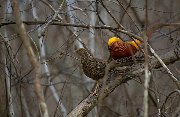 Golden pheasant